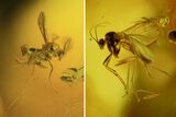 Two Fossil Flies (Diptera) In Baltic Amber #84666-2